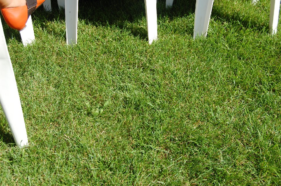 SUMMER (856)
